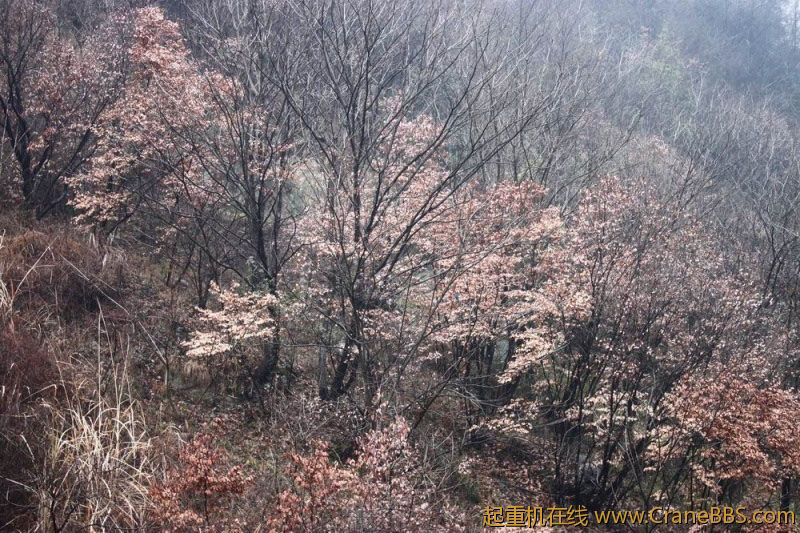 调整大小 IMG_3085.JPG