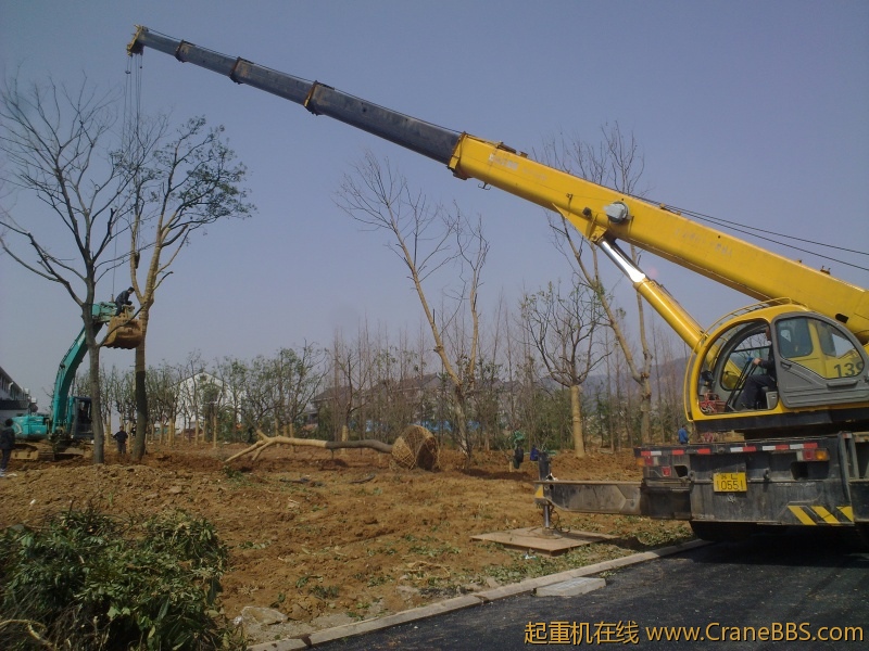 大树吊装