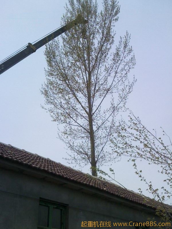 IMG0525A.jpg