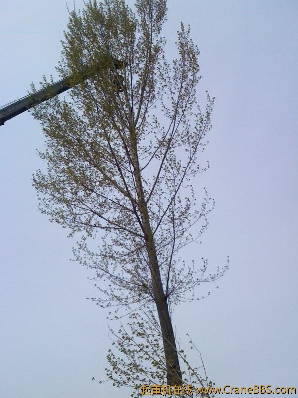 IMG0524A.jpg