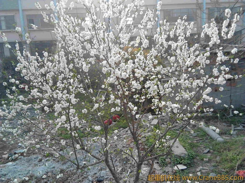 IMG_20120407_071749.jpg