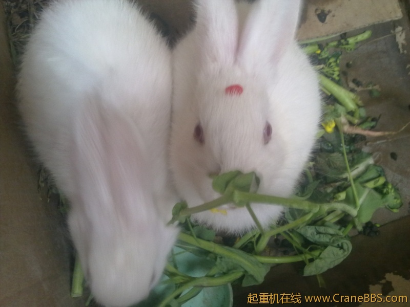 20120404109.jpg