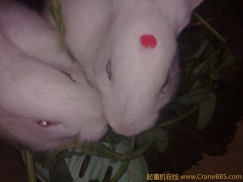 20120404110.jpg