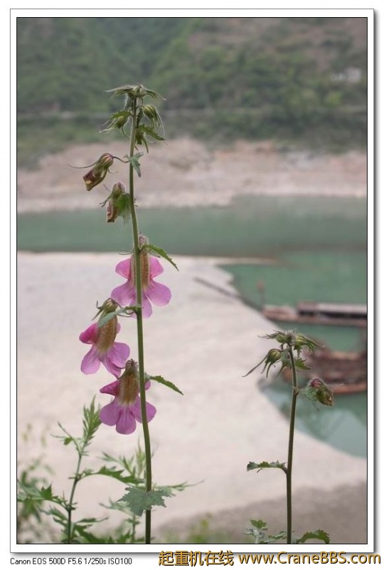 调整大小 IMG_5000.JPG