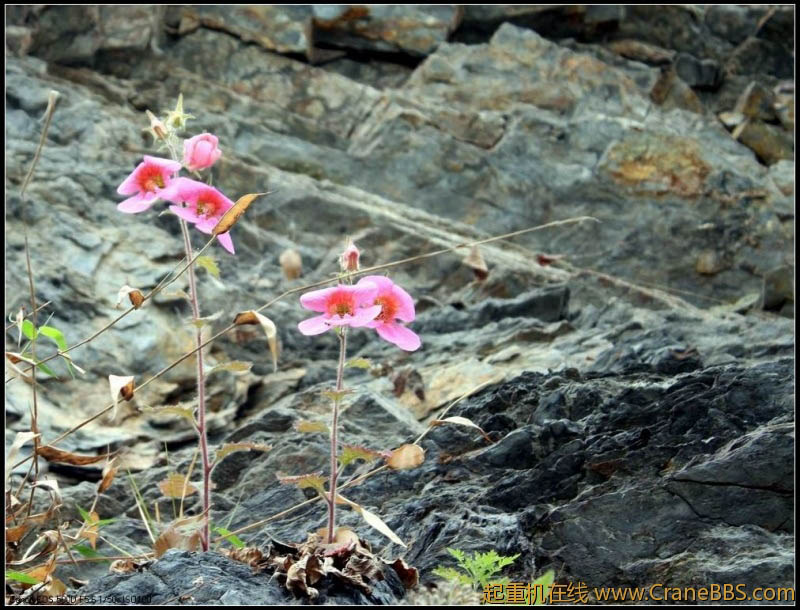 调整大小 IMG_5005.JPG