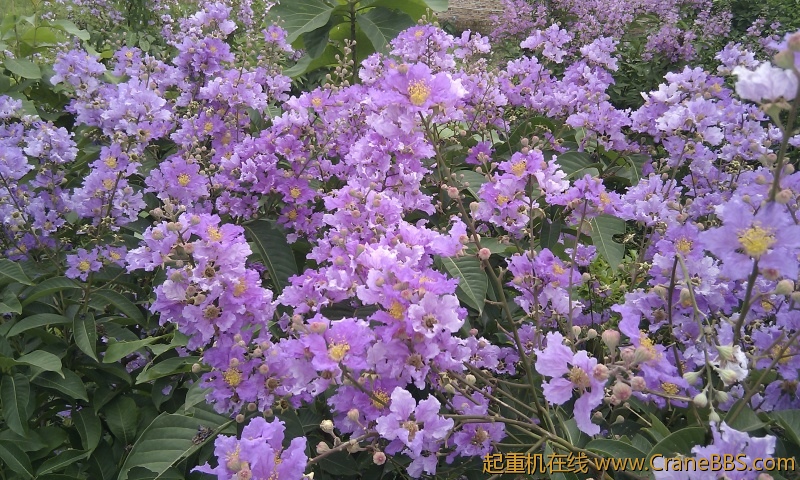 IMG_20120607_103148.jpg