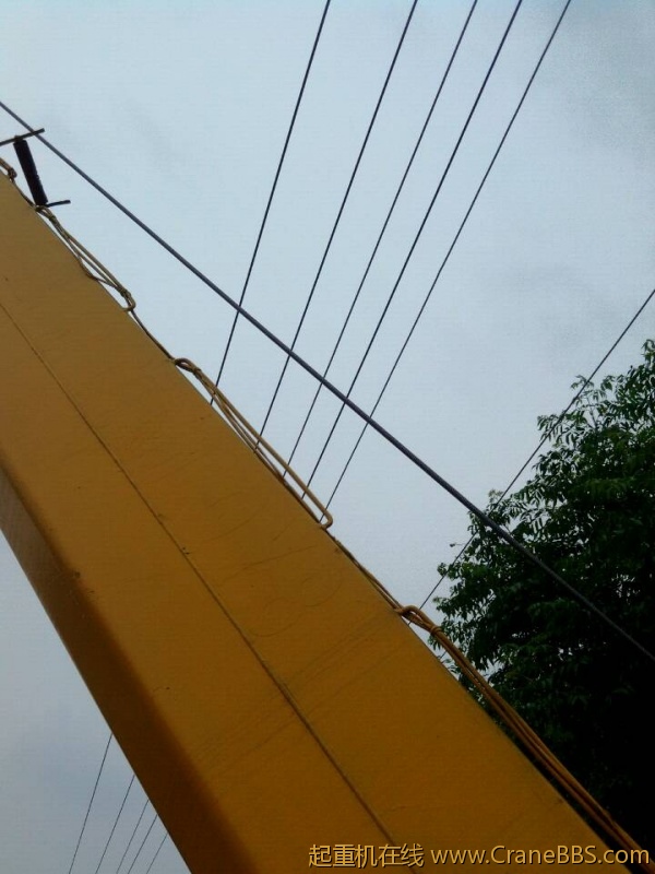 lvminghua4568hl110maomao739585.jpeg