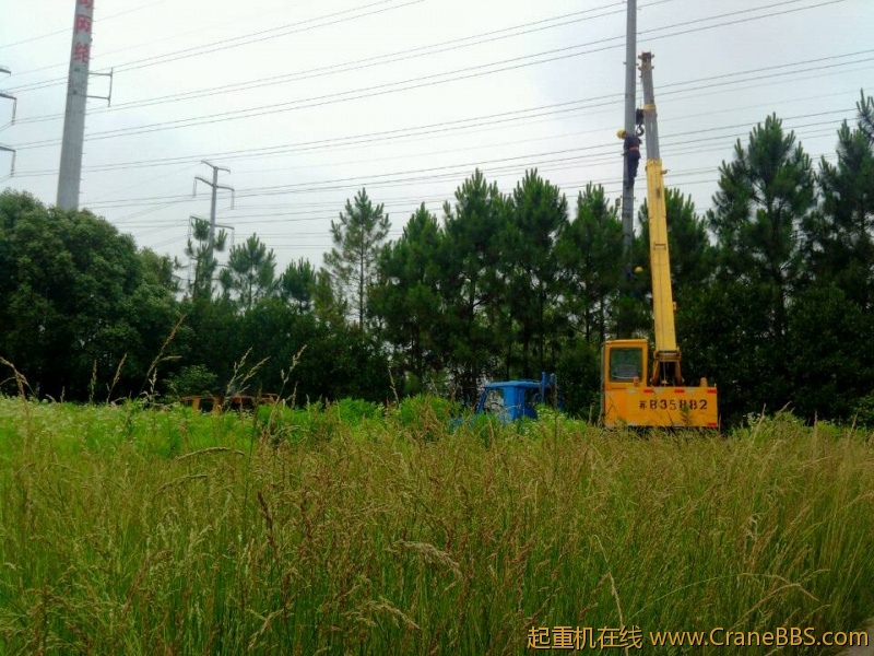 lvminghua4568hl110maomao742185.jpeg