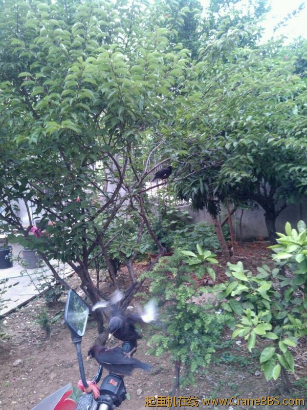 lvminghua4568hl110maomao740099.jpeg