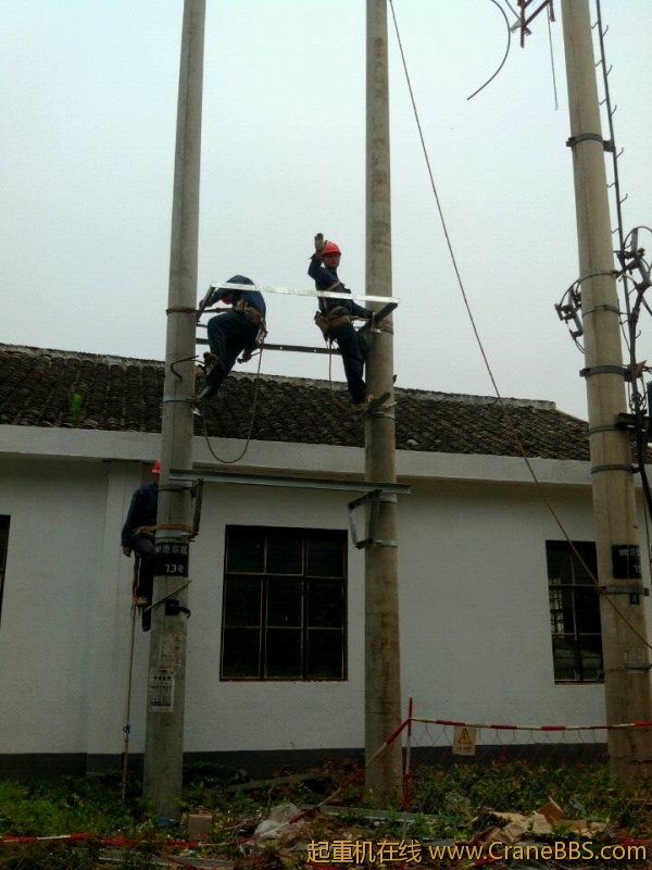 lvminghua4568hl110maomao749582.jpeg