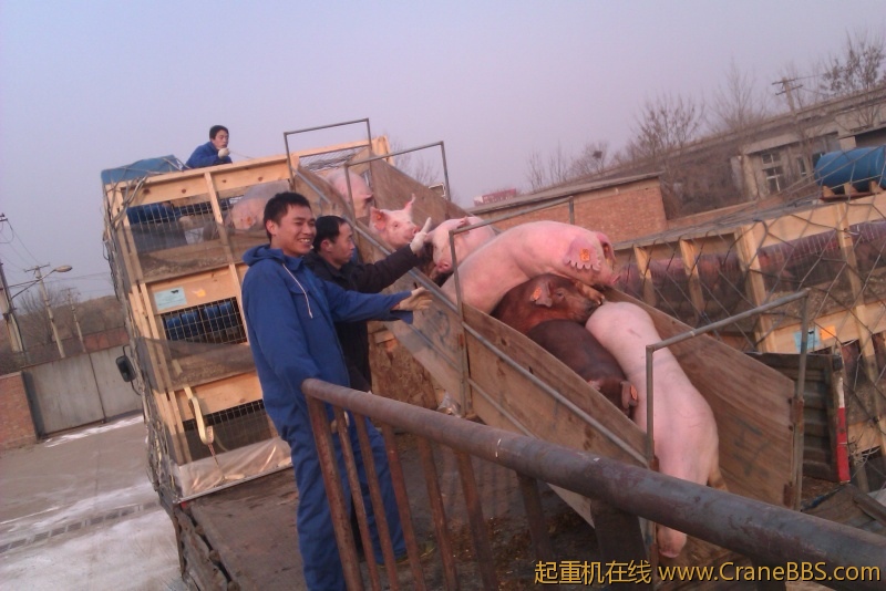 从美国空运过来的