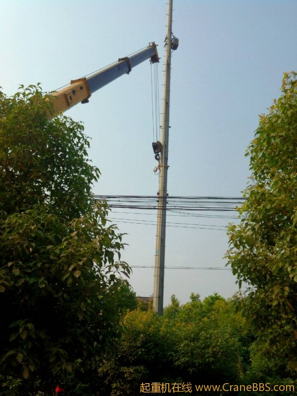 lvminghua4568hl110maomao752246.jpeg