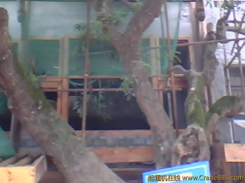 树都张道屋里了