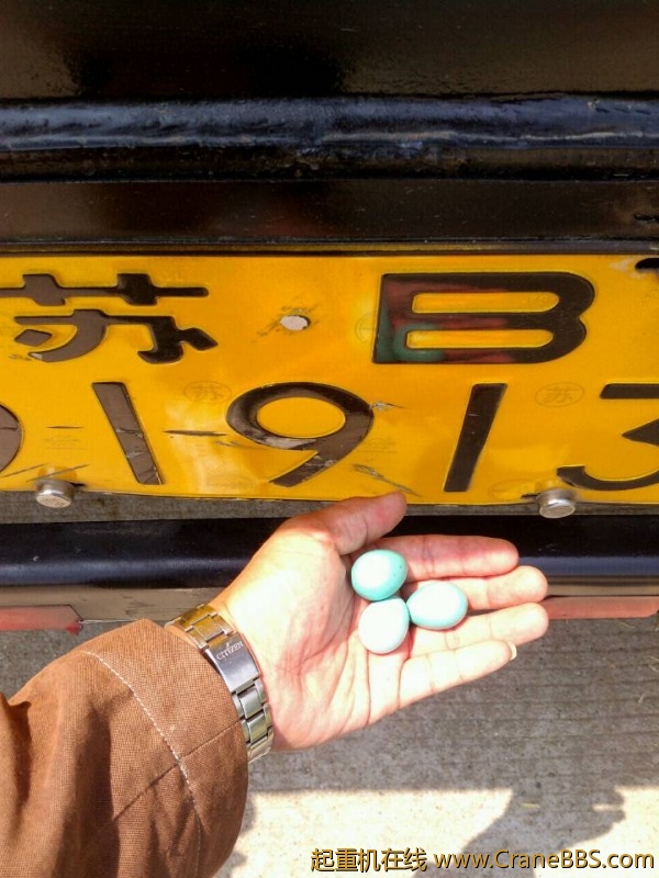 lvminghua4568hl110maomao78324.jpeg
