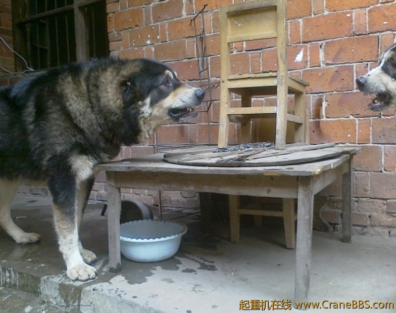 小熊4.jpg