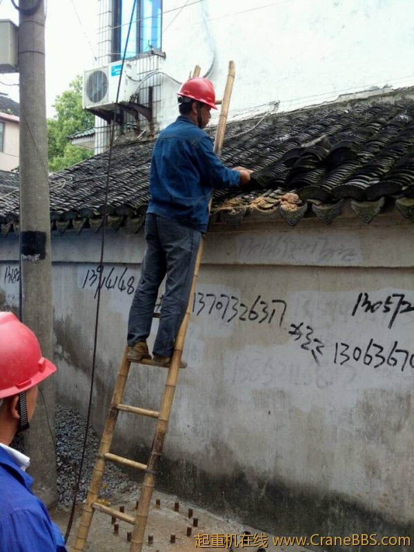 lvminghua4568hl110maomao85132.jpeg