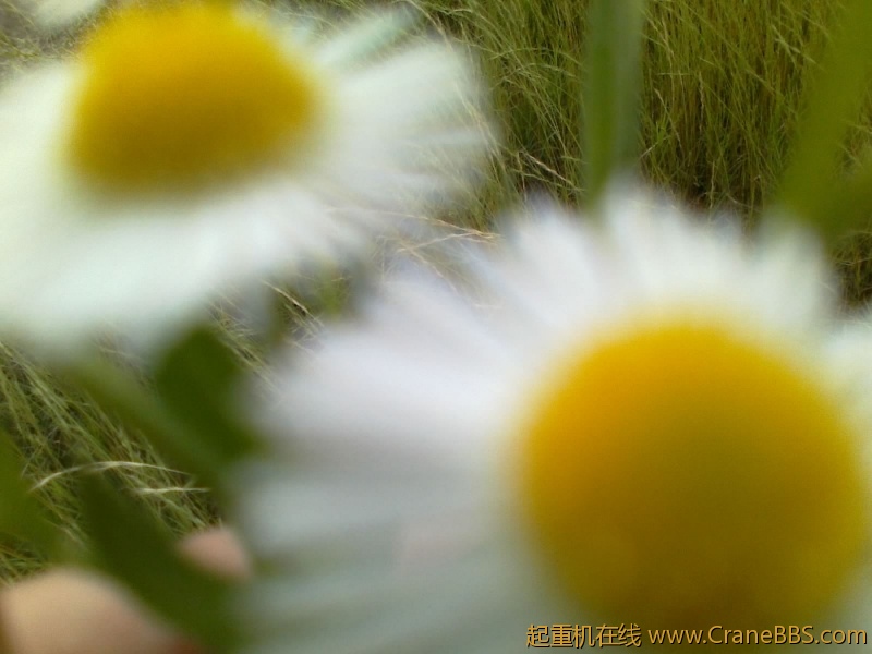 路边的野花