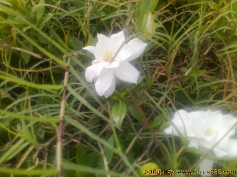路边的鲜花
