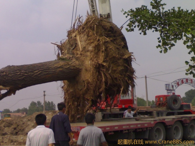 此树球重35吨车子跷腿了。