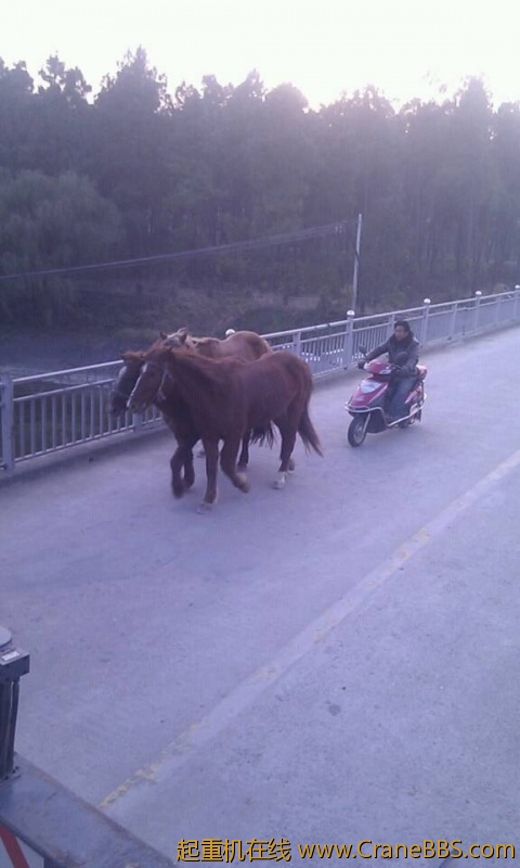 毛毛 363.jpg