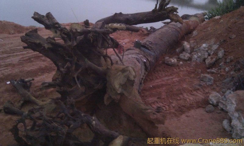 IMG_20121125_062643.jpg