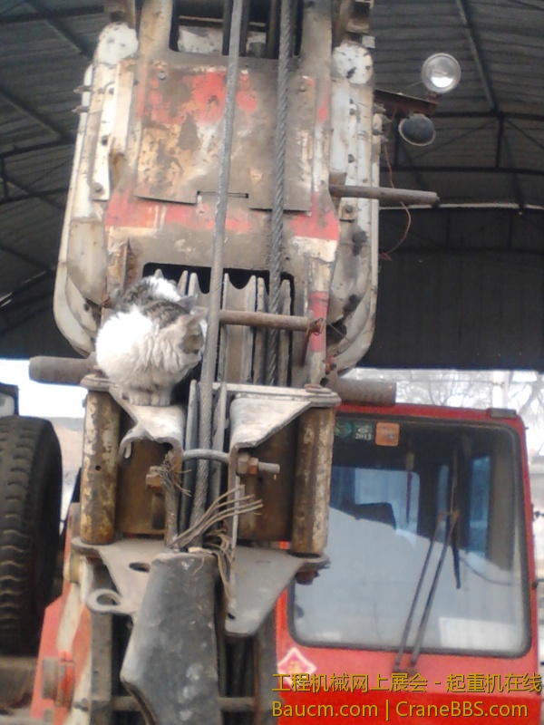 小猫很渺小，， (1).jpg