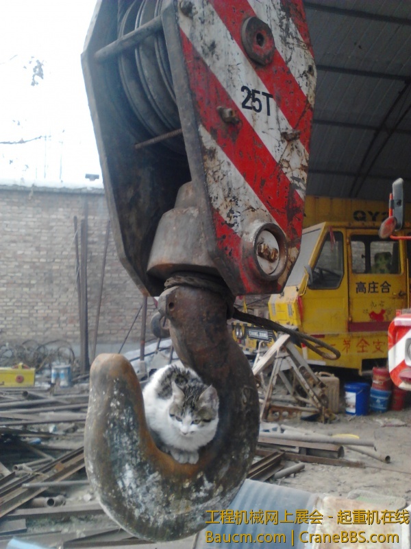 小猫很渺小，， (6).jpg