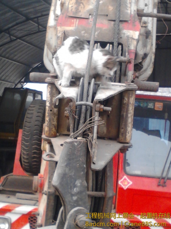 小猫很渺小，， (2).jpg