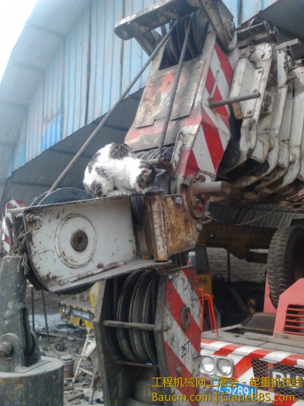 小猫很渺小，， (3).jpg