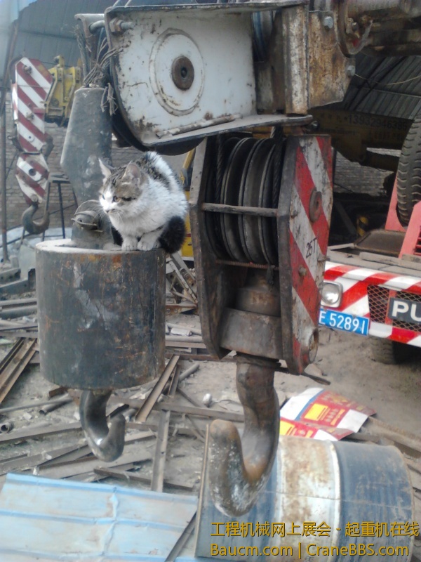 小猫很渺小，， (4).jpg