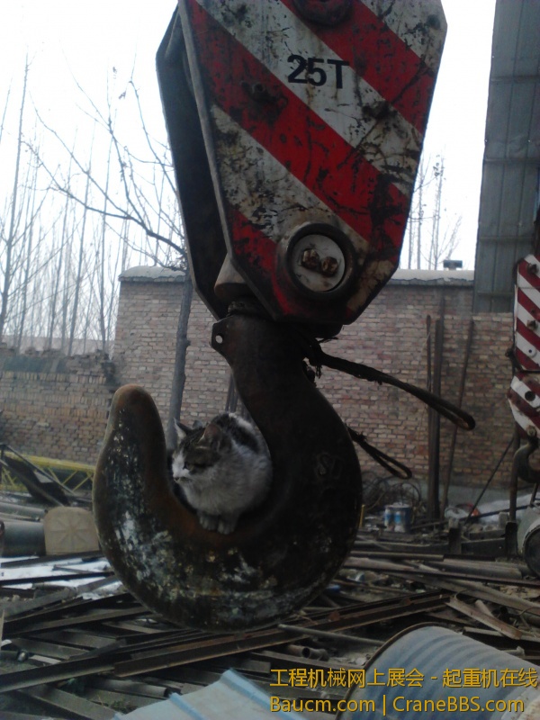 小猫很渺小，， (5).jpg