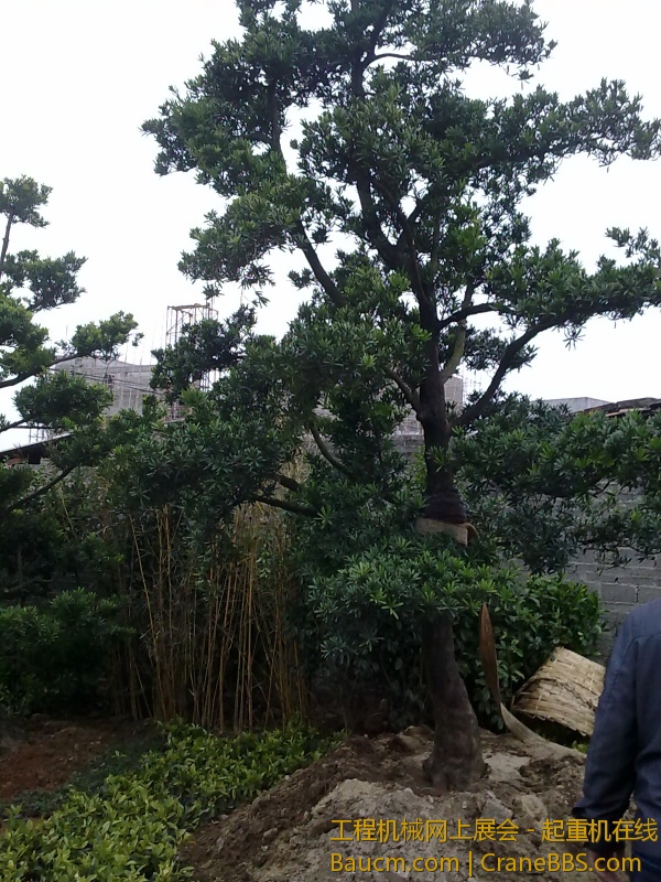 20130109982.jpg