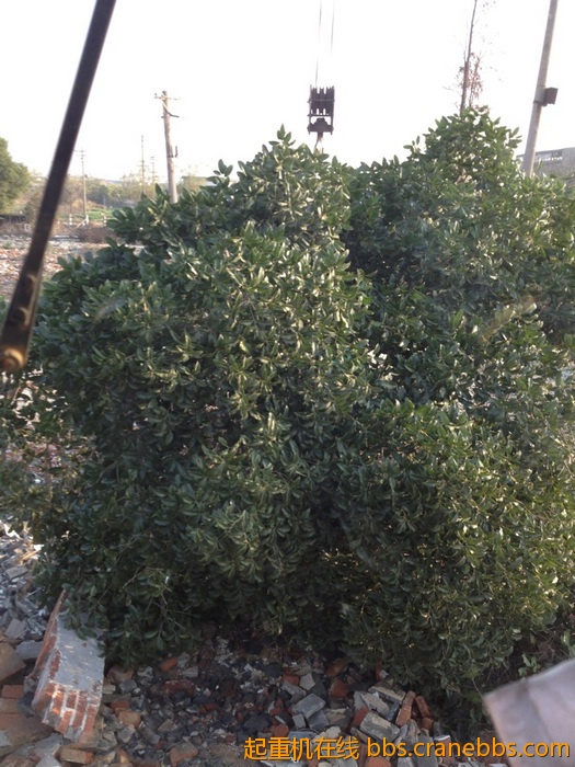 nEO_IMG_毛毛 330.jpg