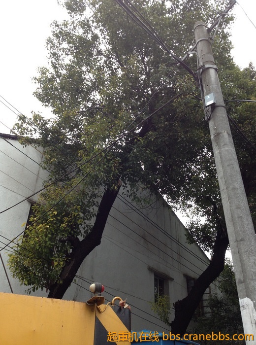 nEO_IMG_毛毛 450.jpg