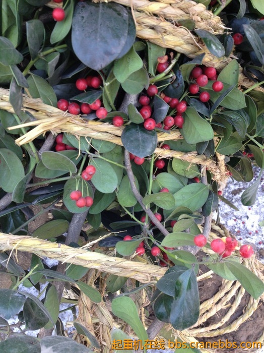 nEO_IMG_毛毛 627.jpg