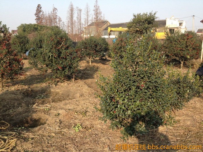 nEO_IMG_毛毛 628.jpg