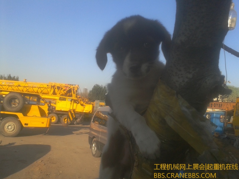 车队的狗 挂树上了 呵呵