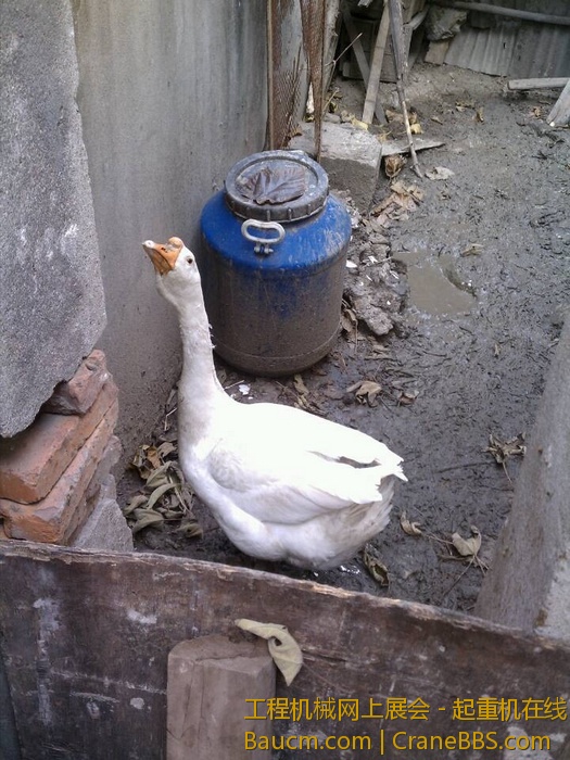 nEO_IMG_毛毛 439.jpg