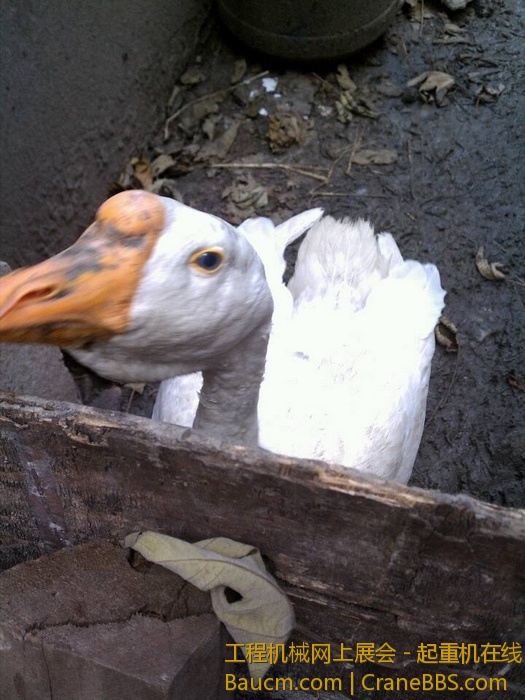 nEO_IMG_毛毛 440.jpg