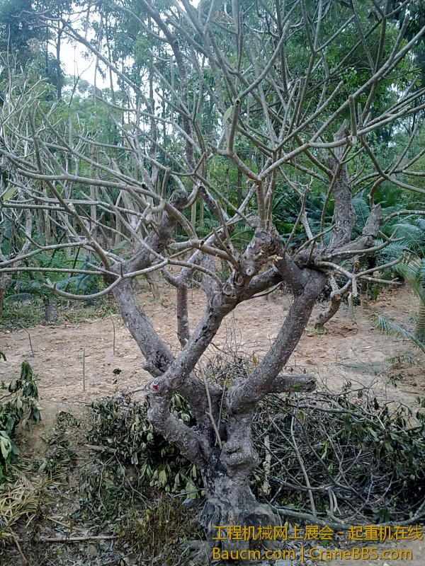 201303121130.jpg