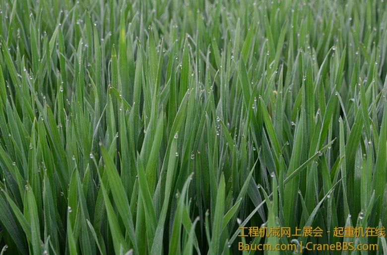 DSC_1129_副本.jpg