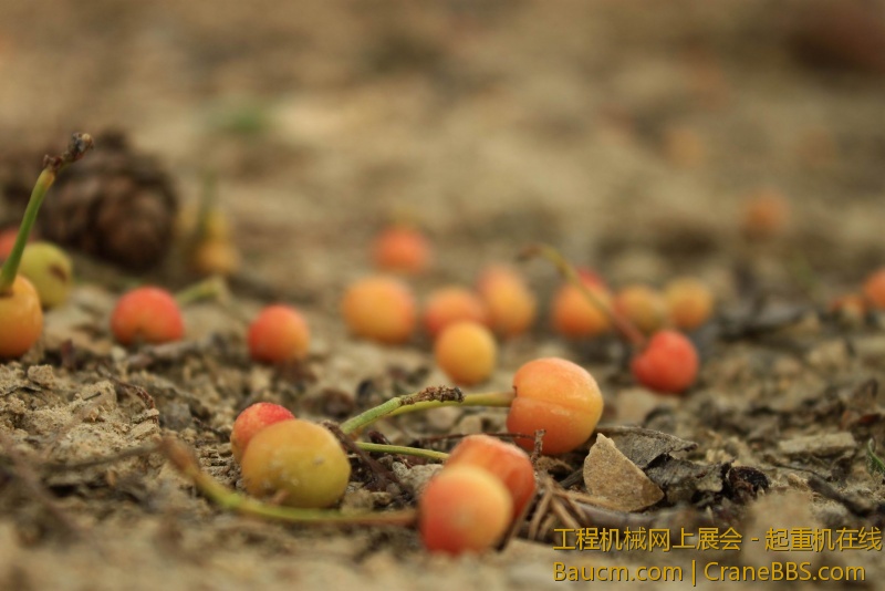 调整大小 IMG_0703.JPG