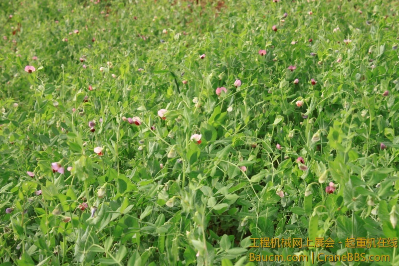 调整大小 IMG_0662.JPG