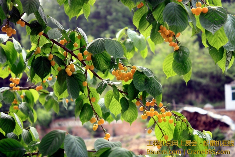 调整大小 IMG_0689.JPG