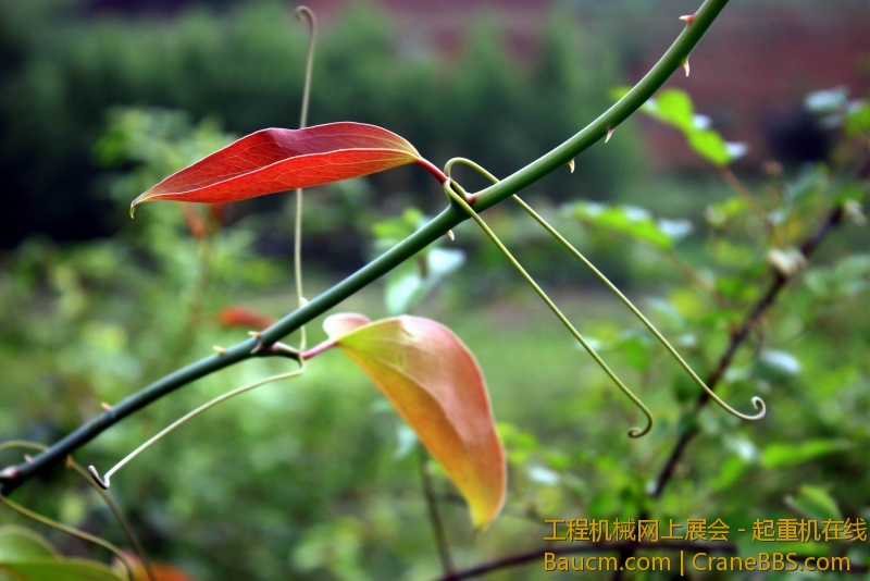 调整大小 IMG_0677.JPG