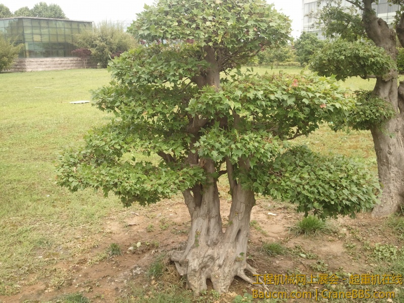 附近的风景树很漂亮随便拍拍