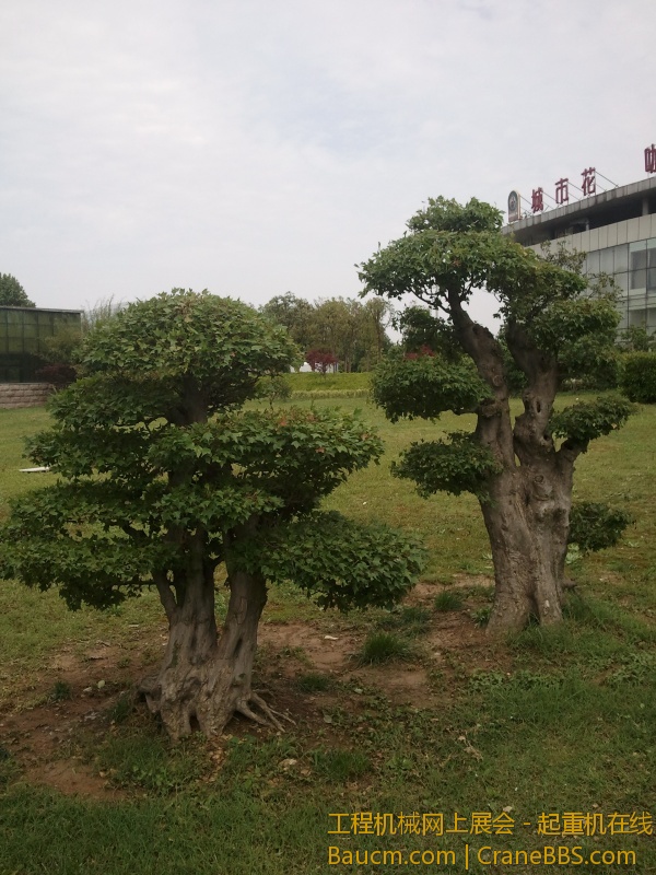 附近的风景树很漂亮随便拍拍