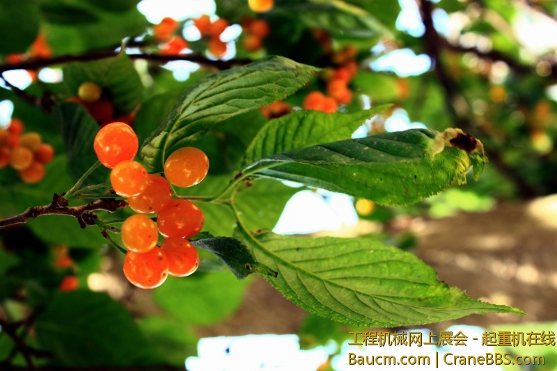 调整大小 IMG_0013.JPG