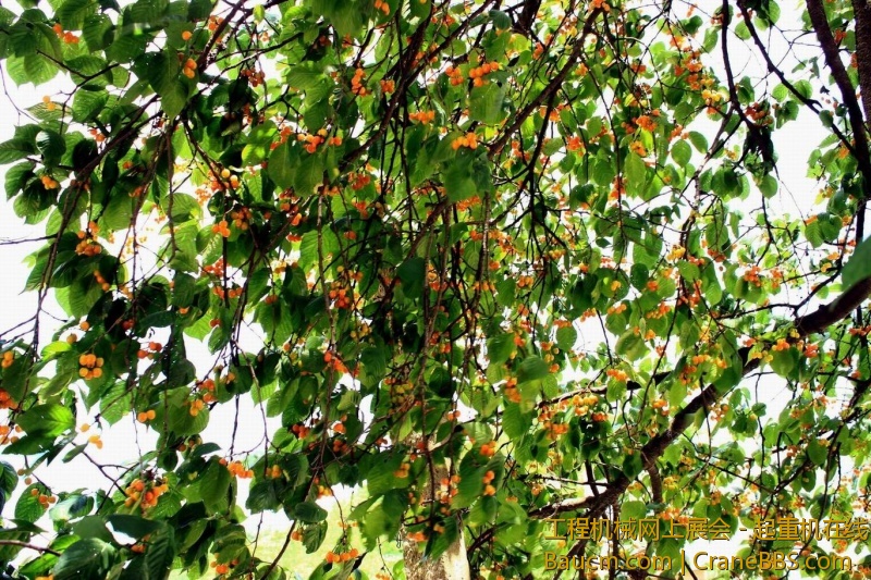 调整大小 IMG_0016.JPG