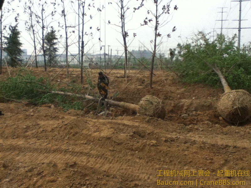 5000多大元的一颗银杏